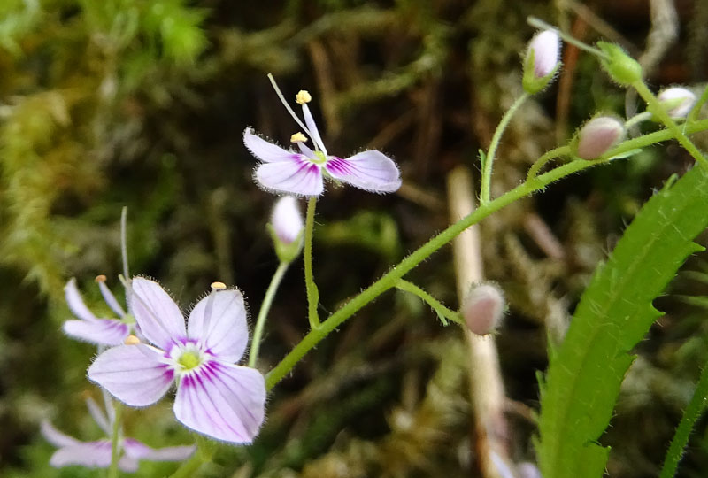 Veronica urticifolia - Plantaginaceae